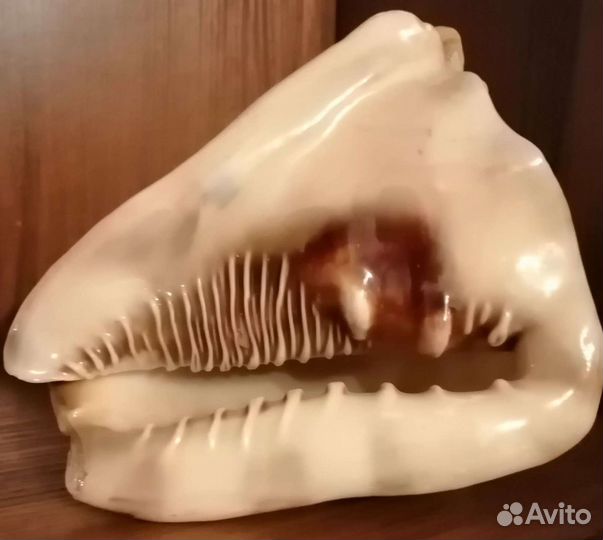 Морские ракушки