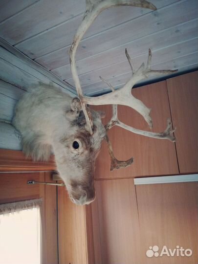 Чучело головы оленя
