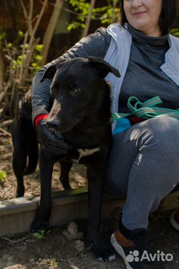 Некрупный щенок-подросток Аки в добрые руки
