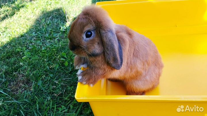 Вислоухий декоративный карликовый кролик