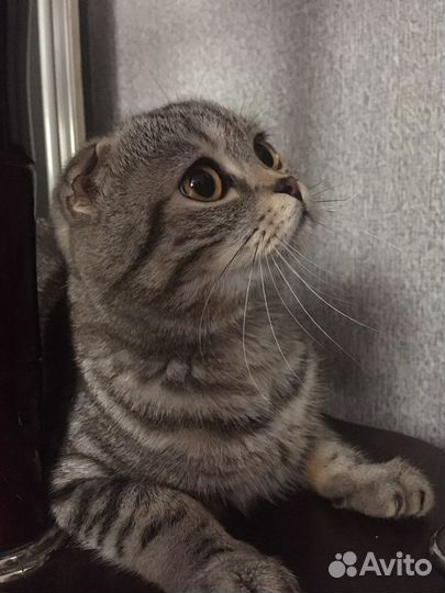 Шотландский кот вязка