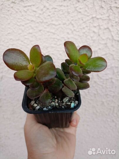 Суккуленты