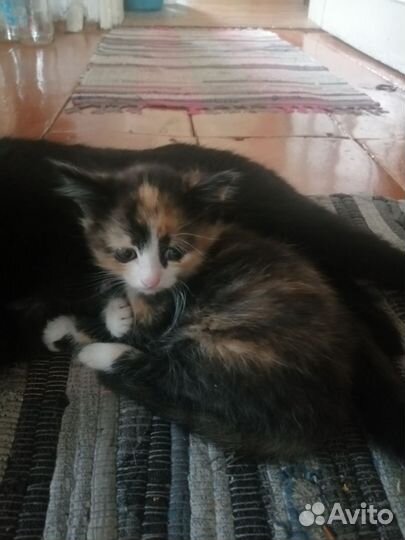 Кошка бесплатно