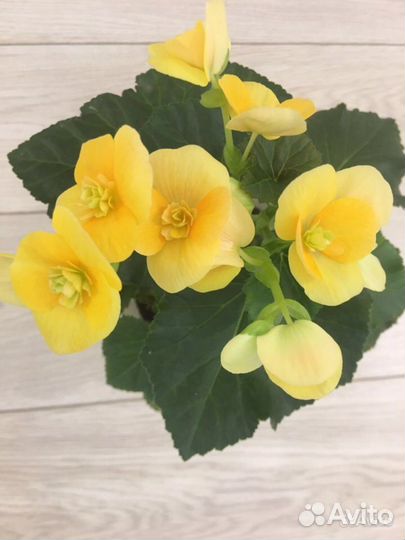 Бегония элатиор