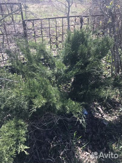 Можжевельник стланниковый