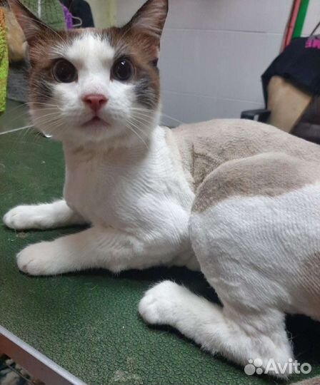 Подстригу вашего котика