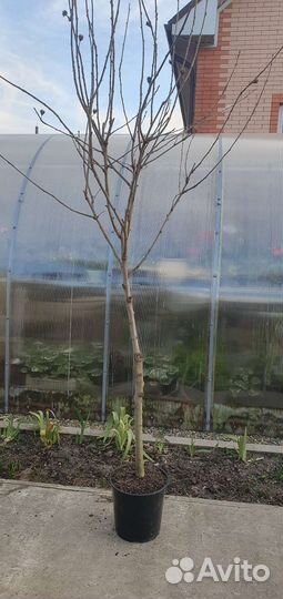 Гибискус садовый светло-розовый