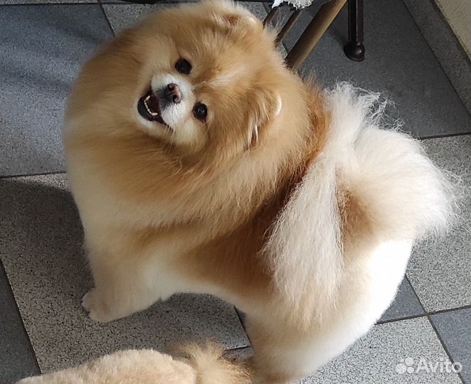 Уход за животными