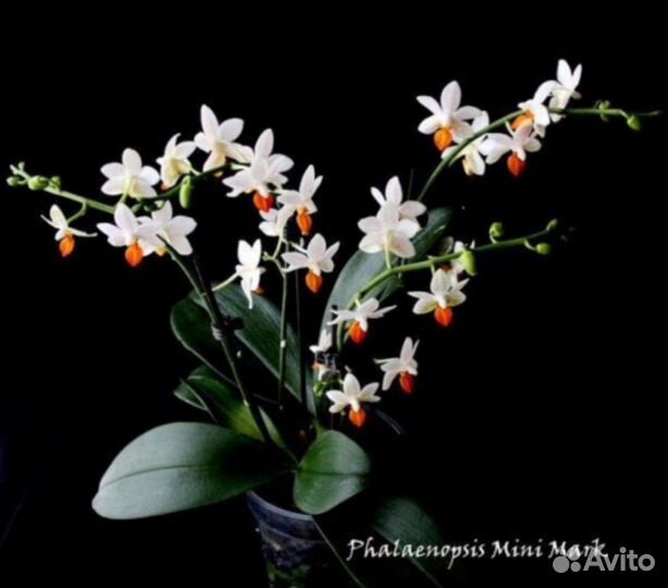 Орхидея Мини Марк Цветет