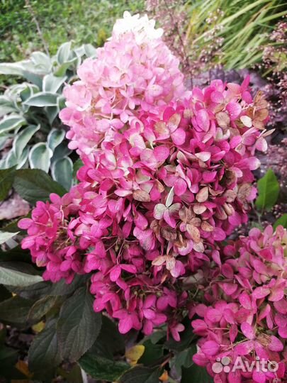 Гортензия метельчатая Пинкачу, новинка 22 года