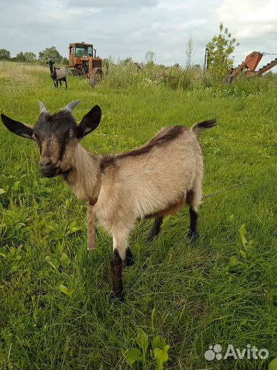Альпийские козлята