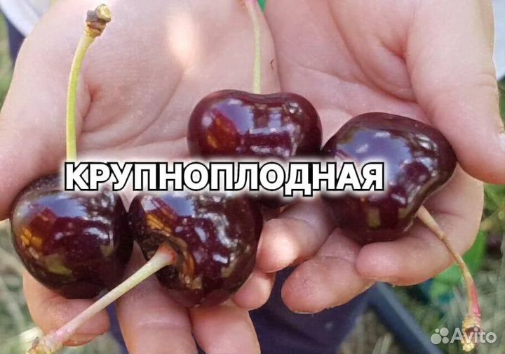 Плодовые декоративные деревья