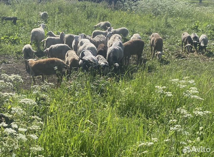 Овцы бараны ягнята