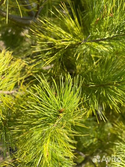 Сосна обыкновенная