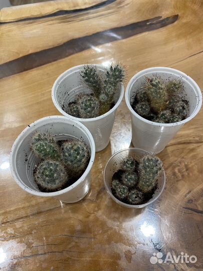 Кактус маммилярия