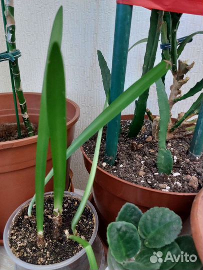 Цветы комнатные, взрослые, разные