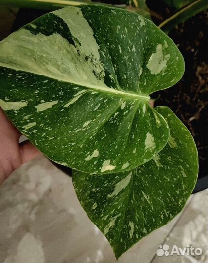 Монстера тайское созвездие