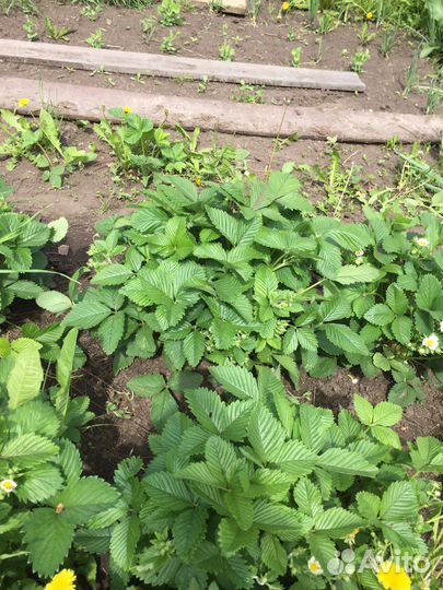 Саженцы клубники