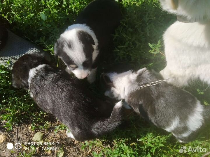 Щенки в добрые руки