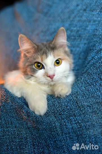Очаровательная котёнок-подросток (стерилизована)