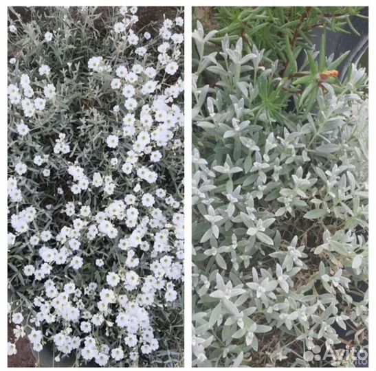 Почвопокровные растения