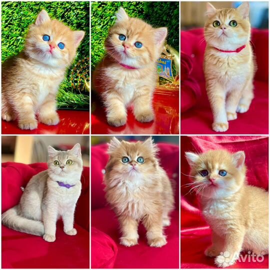 Очаровательнейшие малыши британцы золотого окраса