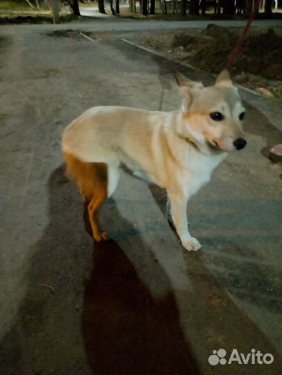 Найдена собачка