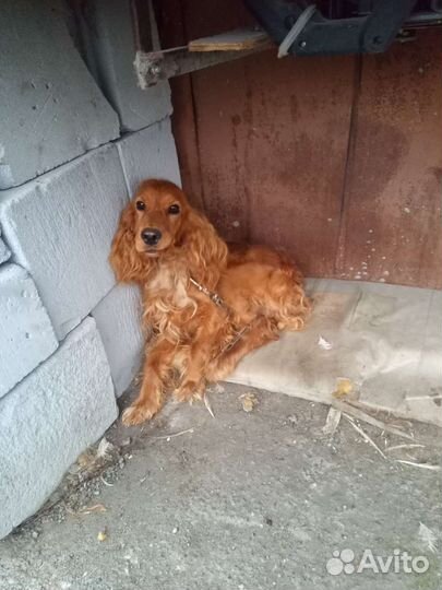 Продажа собак щенков