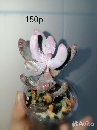 Суккуленты #2