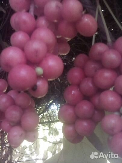 Китайский лимонник саженцы