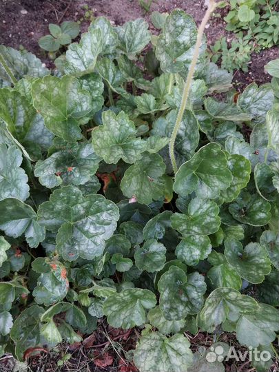 Гейхера мраморная