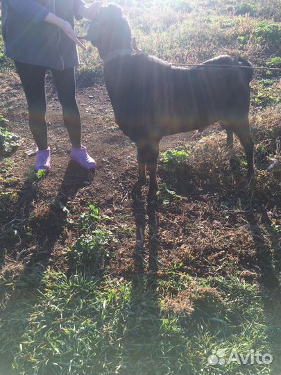 Козел для вязки