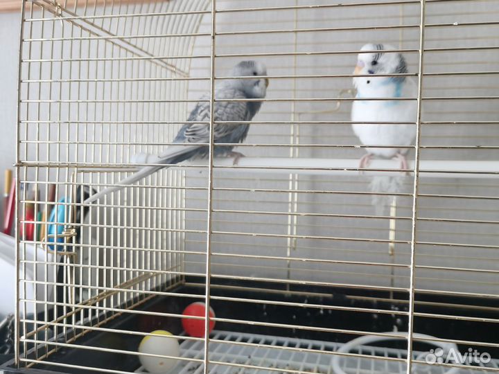 Продам 2-х волнистых попугаев