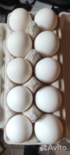 Свежие молочные и куриные домашние продукты