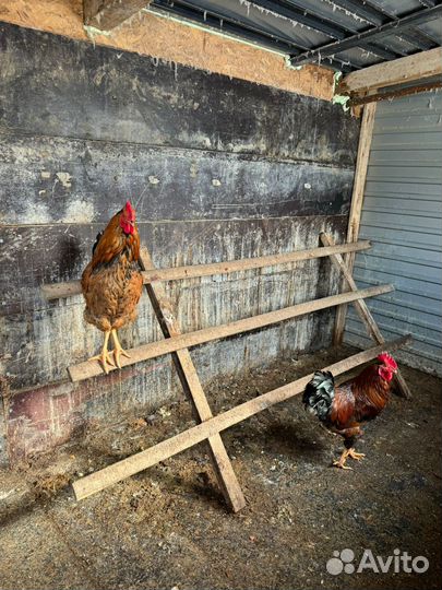 Петух кучинский