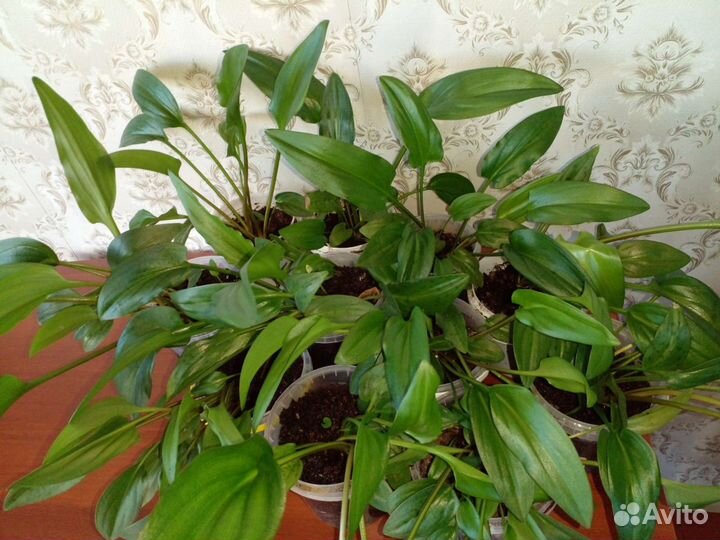 Комнатные растения