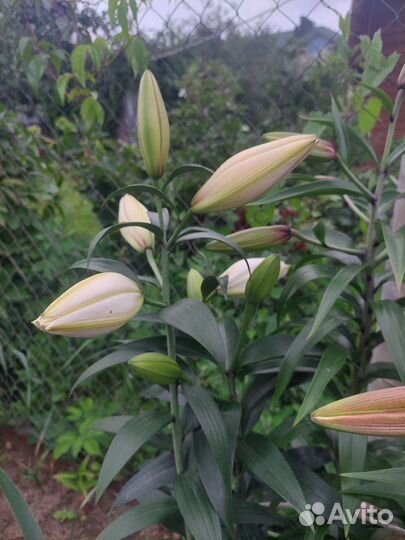 Лилия белая