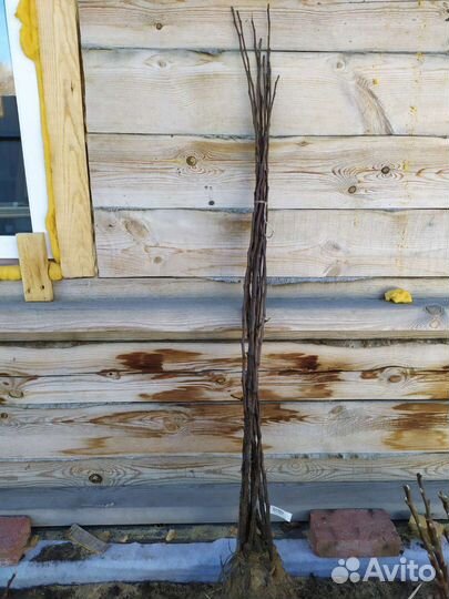 Саженцы Яблони