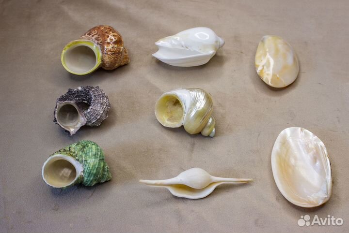 Морские ракушки разные 55-180 р/шт