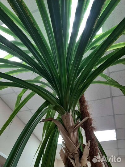 Пальма панданус