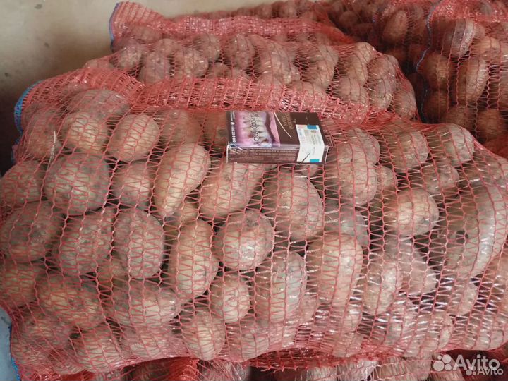 Картофель Гала