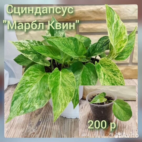 Сциндапсус Эпипремнум Филодендрон Комнатные цветы