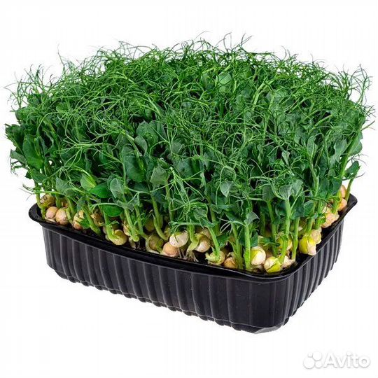 Микрозелень горох