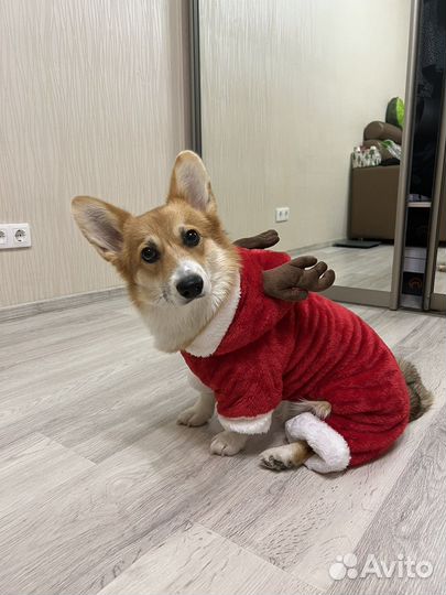 Костюм для собаки