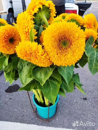 Декоративный подсолнух мидвежата