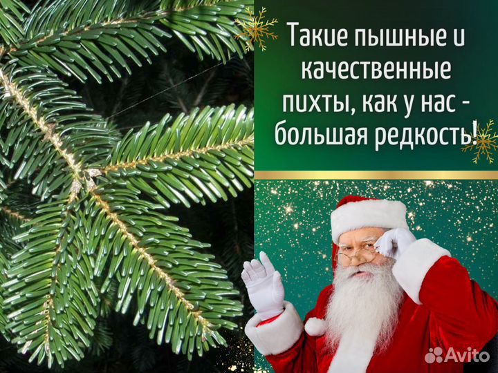 Пихта Нордмана Живые елки оптом Новогодняя