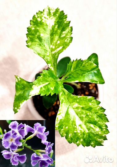 Комн.растения(разные). Дополнение, замена