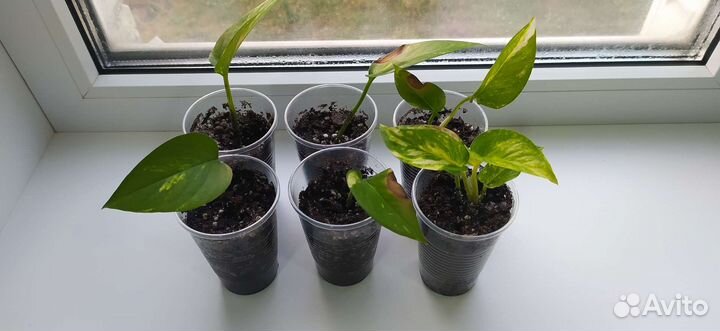 Сциндапсус экзотика