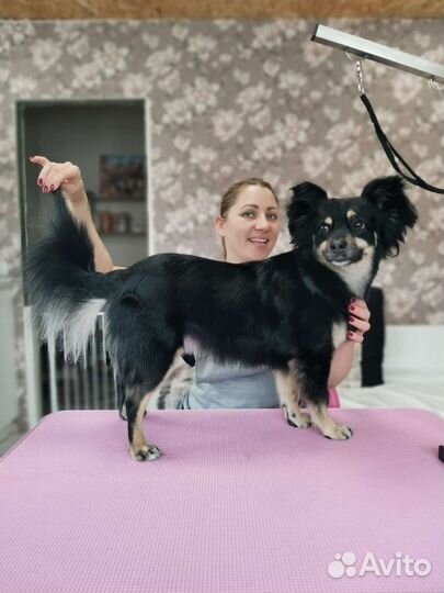 Стрижка собак груминг