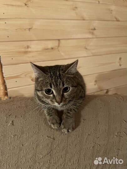 Европейская